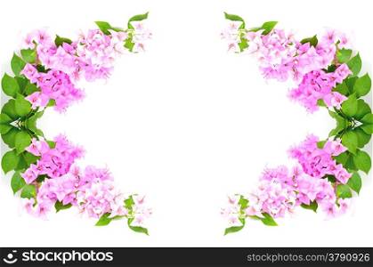 Blossom pink bougainvillea flower, isolated on a white background