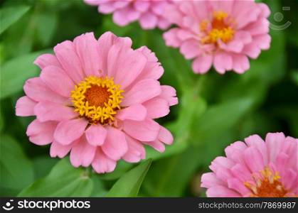 Blossom pink chrysanthemum flowers in the garden.. Pink chrysanthemum flowers