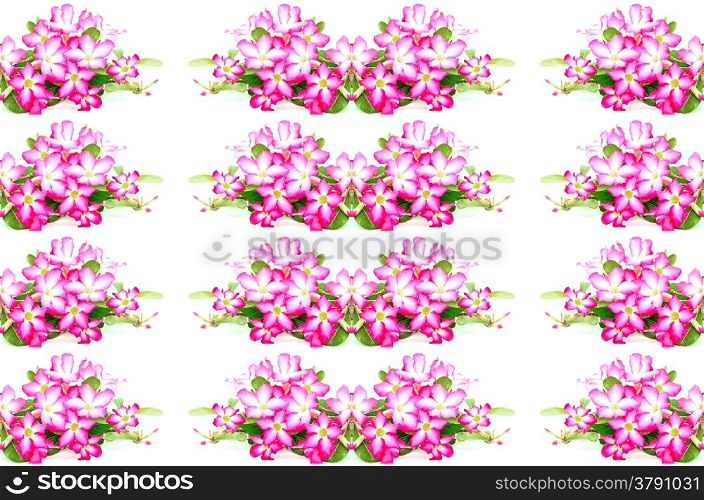 Blossom pink flower, Desert Rose, Impala Lily or Mock Azalea, isolated on a white background