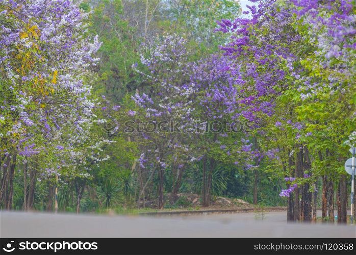 Blossom pink flower tree over nature background, Spring flowers . colorful flower on tropical tree in Thailand, natural scene in Asia. colorful flower on tropical tree in Thailand, natural scene in Asia