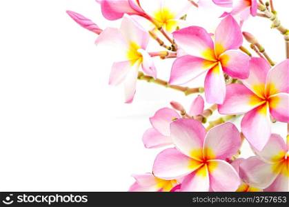 Blossom pink Plumeria flower, isolated on a white background