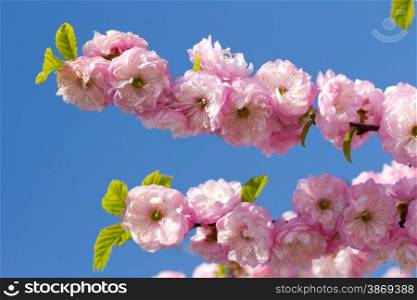 Blossom pink sakura in sunny spring day&#xA;