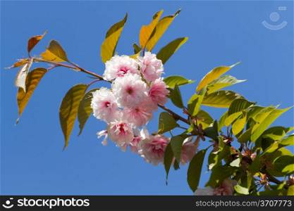 Blossom pink sakura in the tree