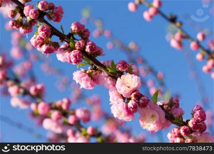 Blossom pink sakura tree in spring day