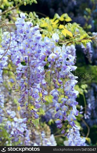 "Blossom plant "Wisteria sinensis" with violet flowers in spring park (Crimea ,Ukraine)"