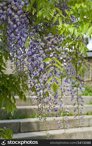 "Blossom plant "Wisteria sinensis" with violet flowers in spring park (Crimea ,Ukraine)"