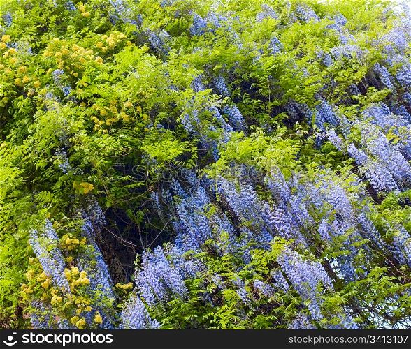 "Blossom plant "Wisteria sinensis" with violet flowers in spring park (Crimea ,Ukraine)"