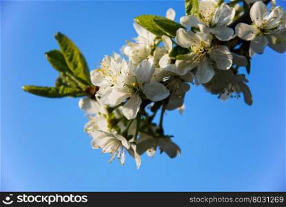 Blossom plum flowers closeup by a clear blue sky