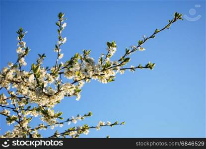 Blossom plum tree branch. Blossom plum tree branch by a blue sky