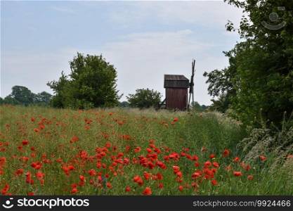 Blossom poppies and an old windmill on the swedish island Oland