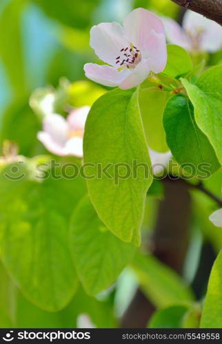 blossom quince flower in spring time