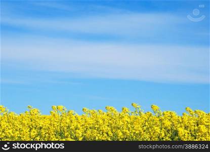 Blossom rapeseed field at the swedish island oland and blue sky.