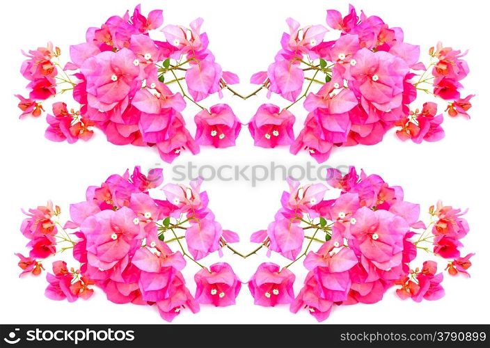Blossom red bougainvillea flower, isolated on a white background