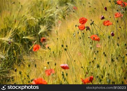 Blossom red poppies in a farmers field ready for harvest