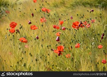 Blossom red poppies in a grain field ready for harvest
