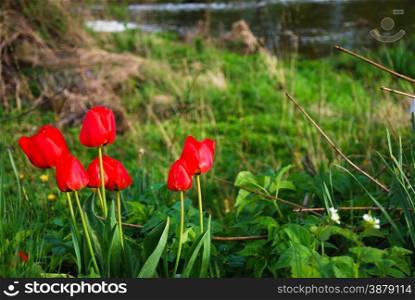 Blossom red tulips in green grass by the riverside