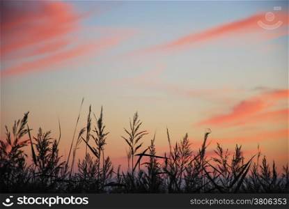 Blossom reed detail at twilight with soft colored sky