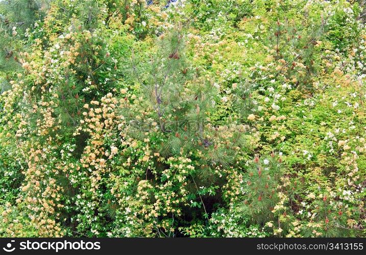 blossom spring bush with white and beige flowers (nature background)