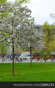blossom spring tree under blue sky