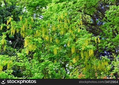 blossom spring tree with yellow flowers (nature background)