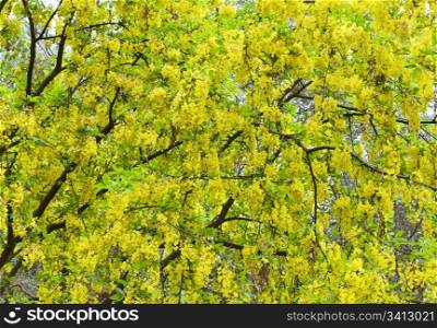 blossom spring tree with yellow flowers (nature background)