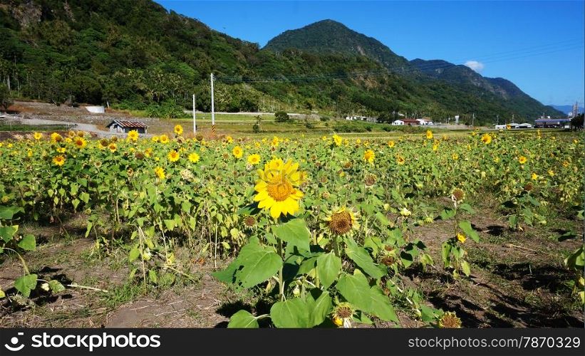 Blossom sunflower field with sunny summer sky. Sunflower field with sunny summer sky