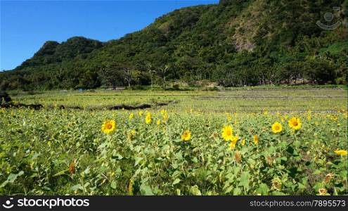 Blossom sunflower field with sunny summer sky. Sunflower field with sunny summer sky