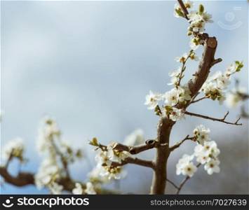 Blossom tree branch in closeup with shallow focus 