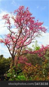 "blossom tree "Cercis siliquastrum" with red flowers on blue sky background"