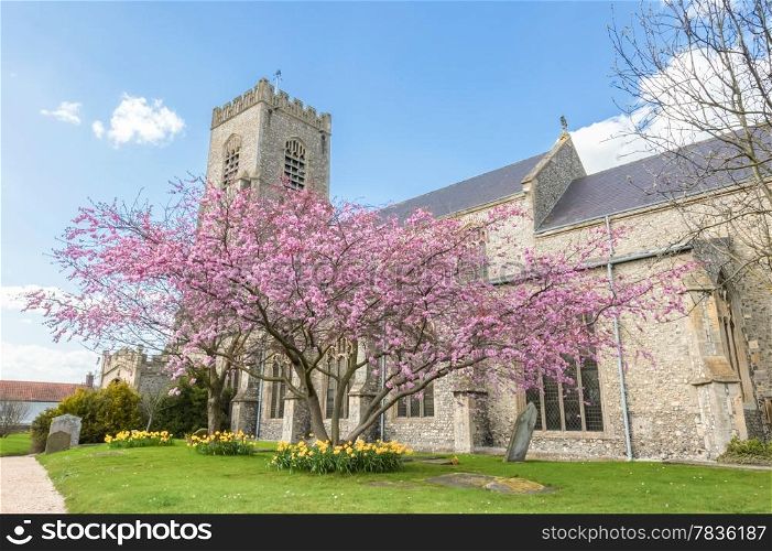 Blossom tree in the parish churchyard of St Nicholas in Wells-next-the-sea, Norfolk, UK