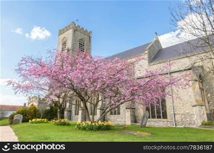 Blossom tree in the parish churchyard of St Nicholas in Wells-next-the-sea, Norfolk, UK