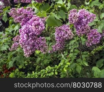 Blossom tree over nature background. bunch of violet lilac flower