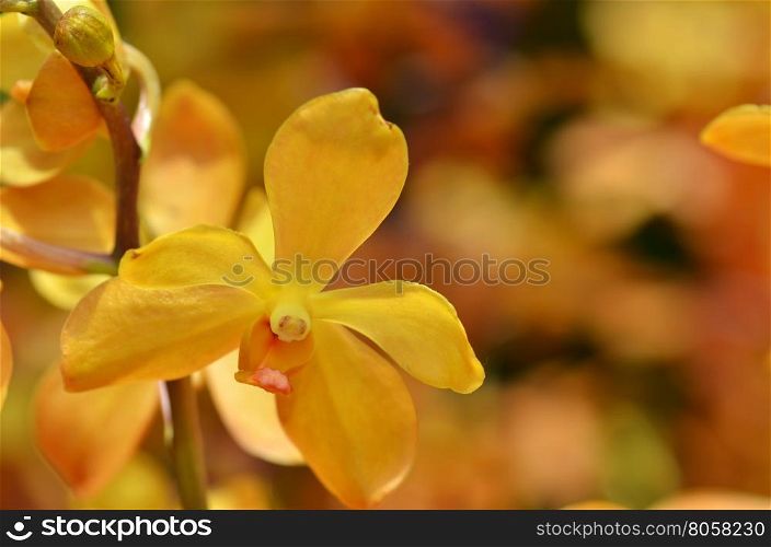 Blossom vanda orchid. Bouquet of flowers orchids.
