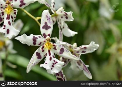Blossom vanda orchid. Bouquet of flowers orchids.