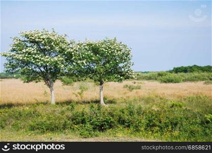 Blossom whitebeam trees in a grassland at the swedish island Oland
