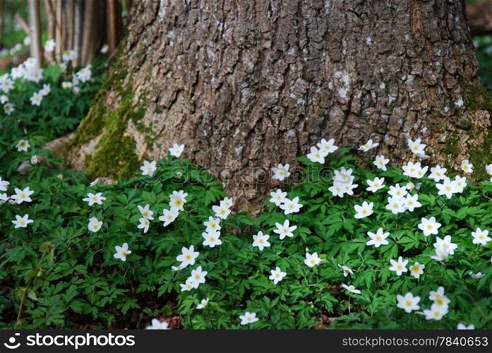 Blossom windflowers at a mossy tree trunk