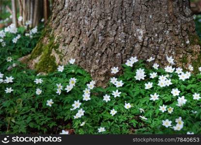 Blossom windflowers at a mossy tree trunk