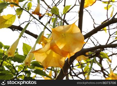 Blossom yellow brugmansia named angels trumpet or Datura flower