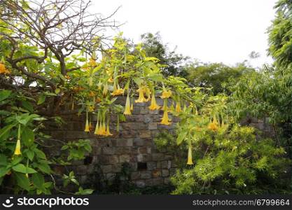 Blossom yellow brugmansia named angels trumpet or Datura flower, Barcelona, Spain