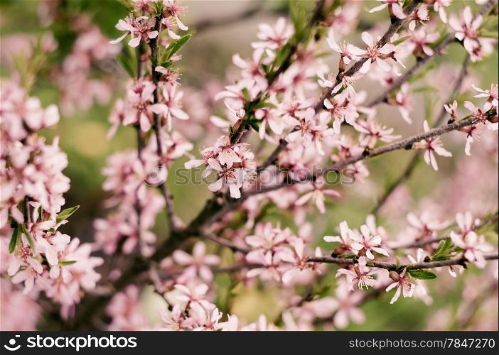 Blossoming Almond Branch