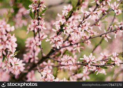 Blossoming Almond Branch
