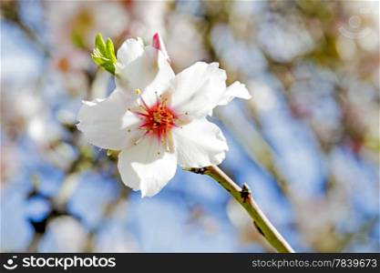Blossoming almond flower in springtime in Portugal
