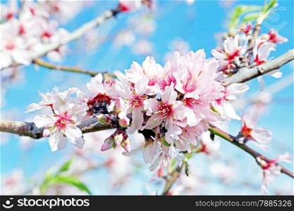 Blossoming almond flowers in spring