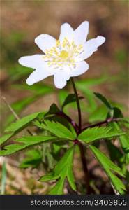 Blossoming anemone plant with white flower in spring forest