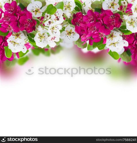 Blossoming apple and cherry tree flowers with green leaves border against white background. Blossoming Apple and cherry tree Flowers