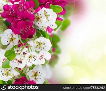 Blossoming apple and cherry tree flowers with green leaves on green bokeh background. Blossoming Apple tree Flowers