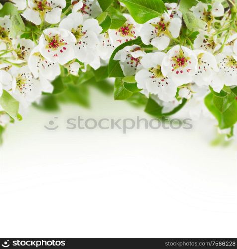 Blossoming apple tree flowers with fresh green leaves against white background. Blossoming Apple tree Flowers
