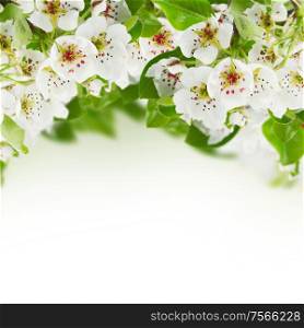 Blossoming apple tree flowers with fresh green leaves against white background. Blossoming Apple tree Flowers