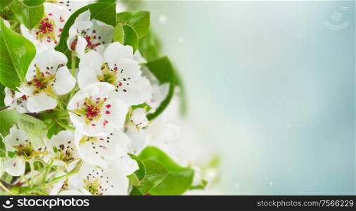 Blossoming apple tree flowers with green leaves against blue sky background banner. Blossoming Apple tree Flowers