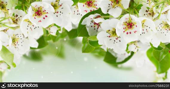 Blossoming apple tree flowers with green leaves against blue sky background banner. Blossoming Apple tree Flowers